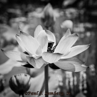 Blue Lotus