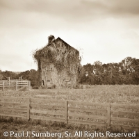 Georgia Plantation 2