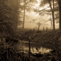 Foggy Pool