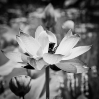 Blue Lotus