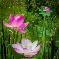 Cat Tails and Lotus Blossoms
