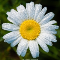 Daisy Dew