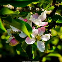 Early Apple Blossoms
