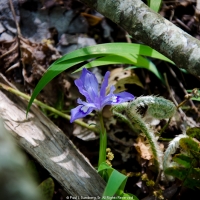 Forest floor flower
