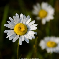 Fresh as the morning dew