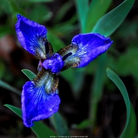 Good Morning Iris