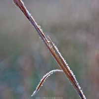 Hay Frost