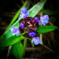 Jewel of the Morning