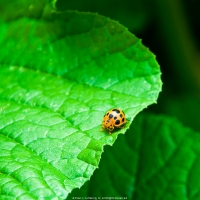 Ladybug