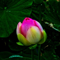 Lotus Bud