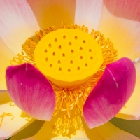 Lotus Pod