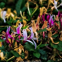 Mountain Honeysuckle