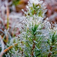 Pine Frost