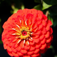Pinwheel