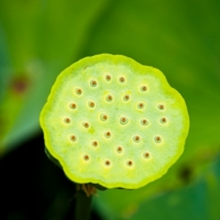 Pod