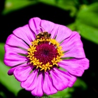 Pollen Harvest