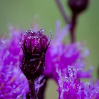 Purple Dew