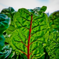 Rhubarb