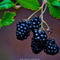Ripe