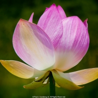 Spreading Petals