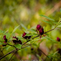 Spring Sweet Shrub