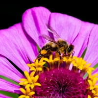 Taken care of Beezness