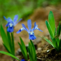 Wild Iris of the mountains