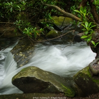 Rhododendron, Rocks and Running Water